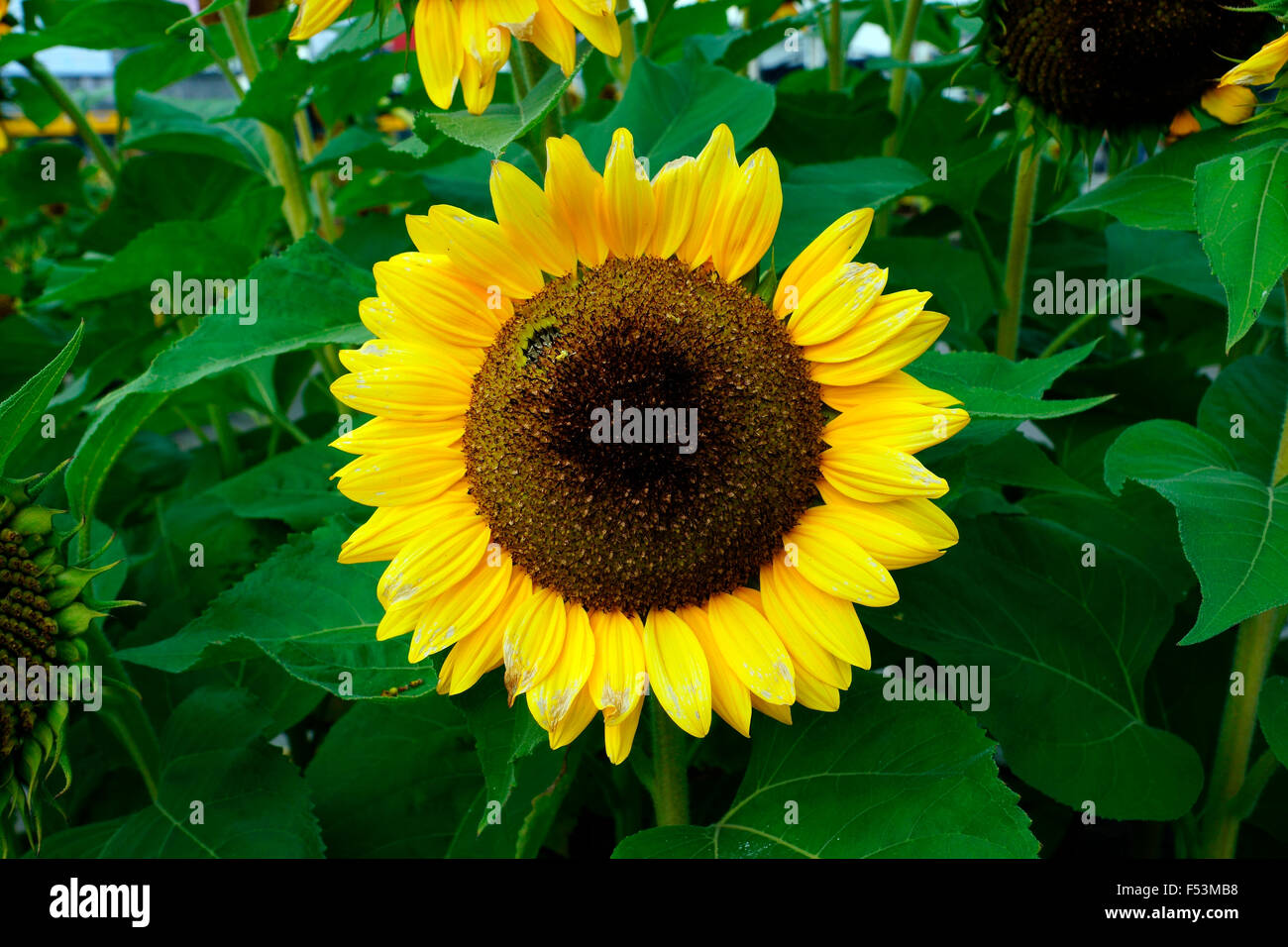 SONNENBLUME Stockfoto