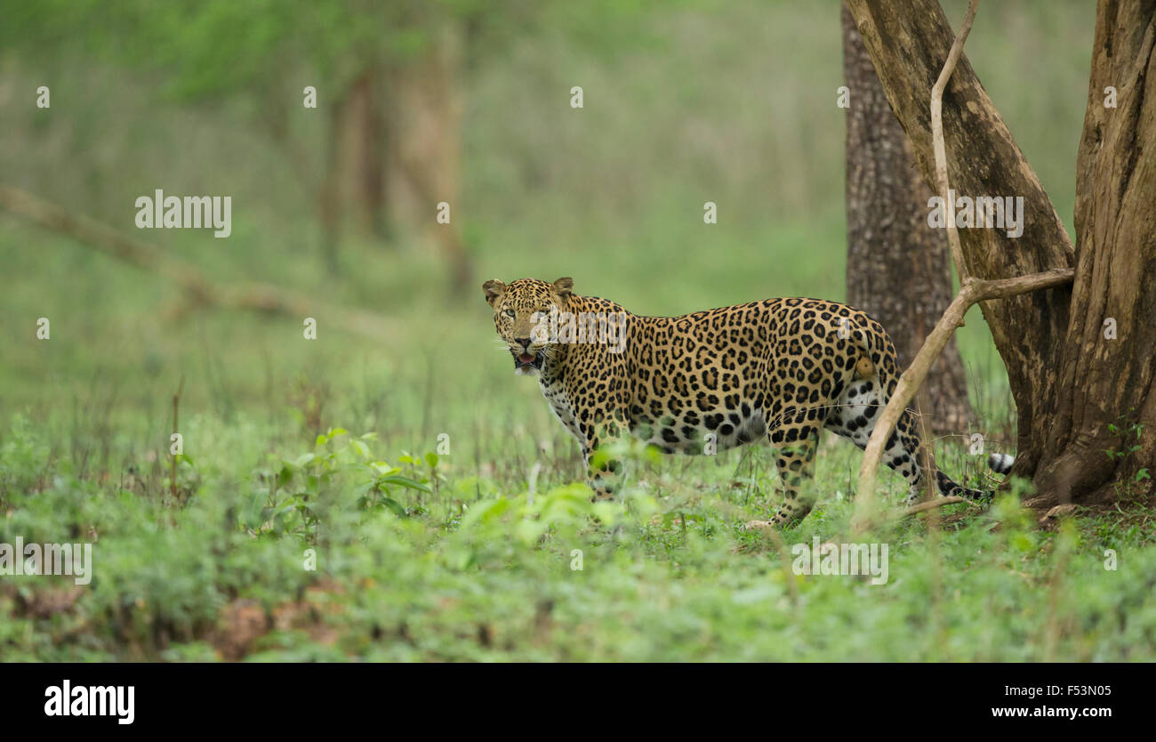 Männliche Leoparden aus Nagarhole Nationalparks Region namens Kabini, befindet sich im Süden von Indien. Panthera Pardus. Stockfoto