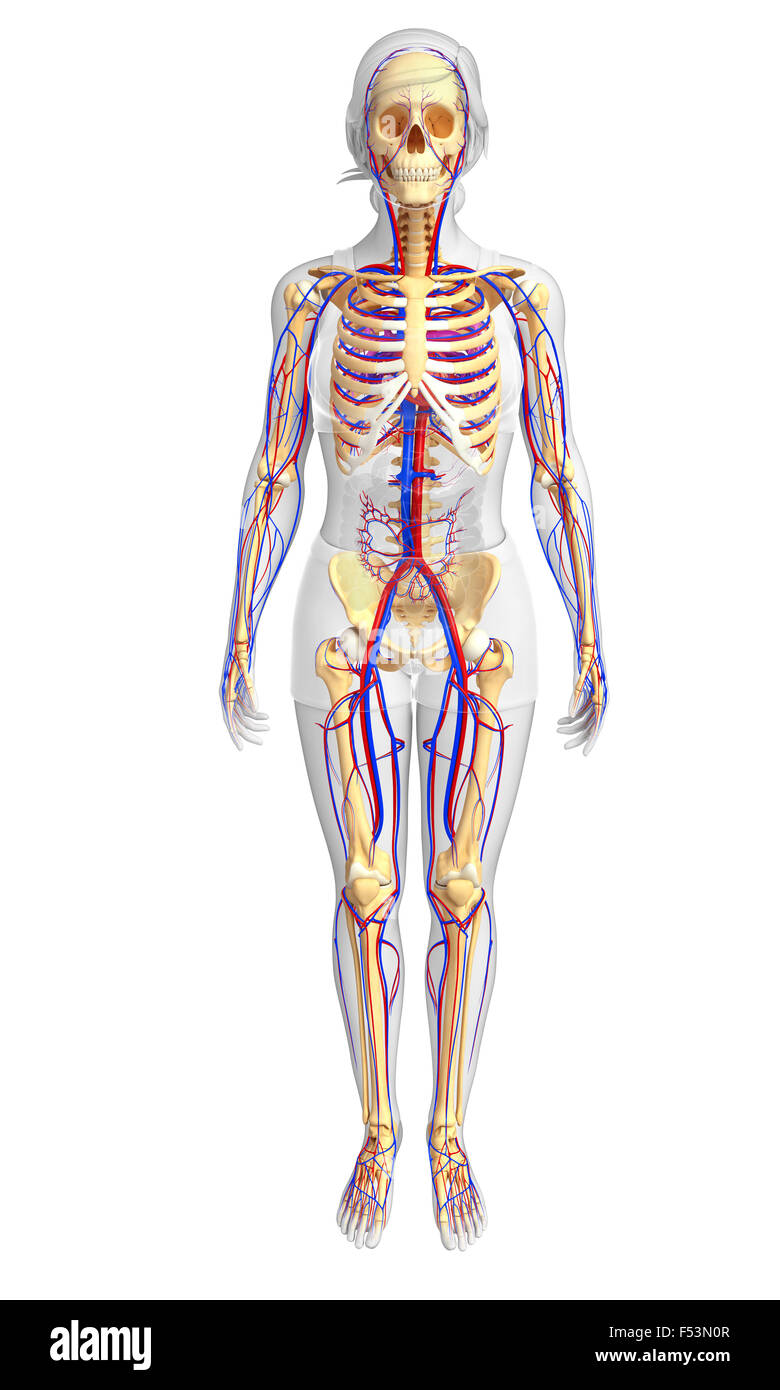 Darstellung der weiblichen Skelett Herz-Kreislauf-system Stockfoto