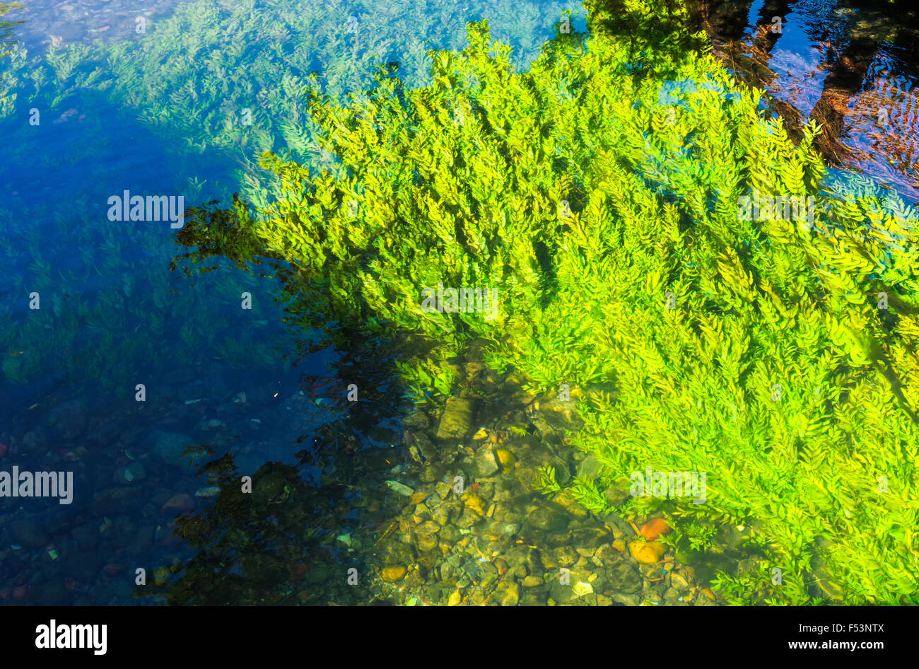 Algen, die schwimmend im Fluss Sorgue, L'Isle Sur la Sorgue, Region Vaucluse, Provence Alpes Cote d ' Azur, Frankreich Stockfoto