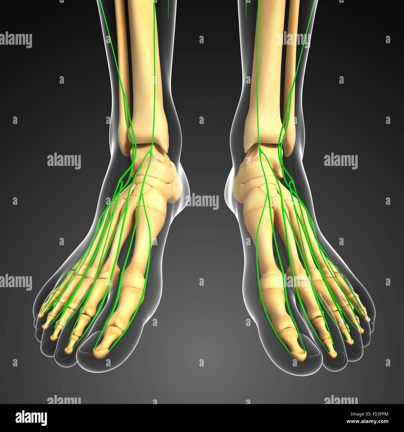 Illustration des menschlichen Fußes Skelett mit lymphatischen Systems Stockfoto
