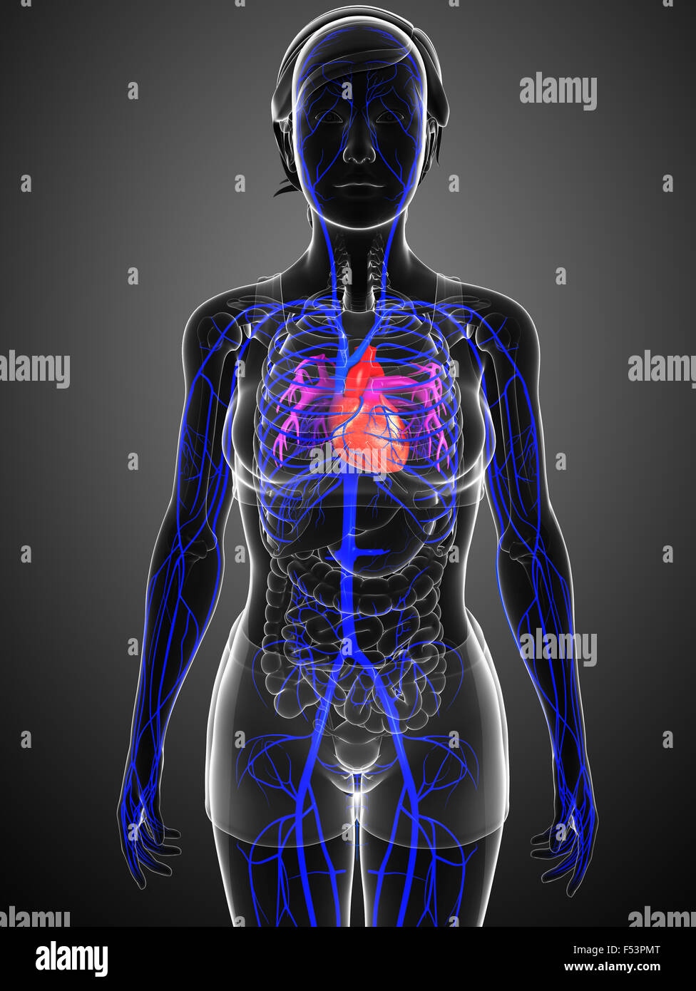 3D gerenderte Darstellung des menschlichen Körpers Stockfoto