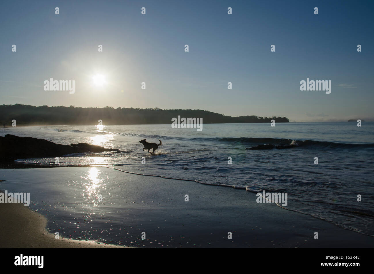 Eine Silhouette Hund spielen in der Brandung am Strand in den frühen Morgenstunden Stockfoto