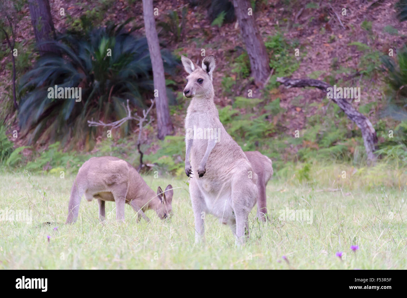 Ein östliches graues Känguru (Macropus giganteus) beobachtet, während andere sich auf Gras ernähren Stockfoto