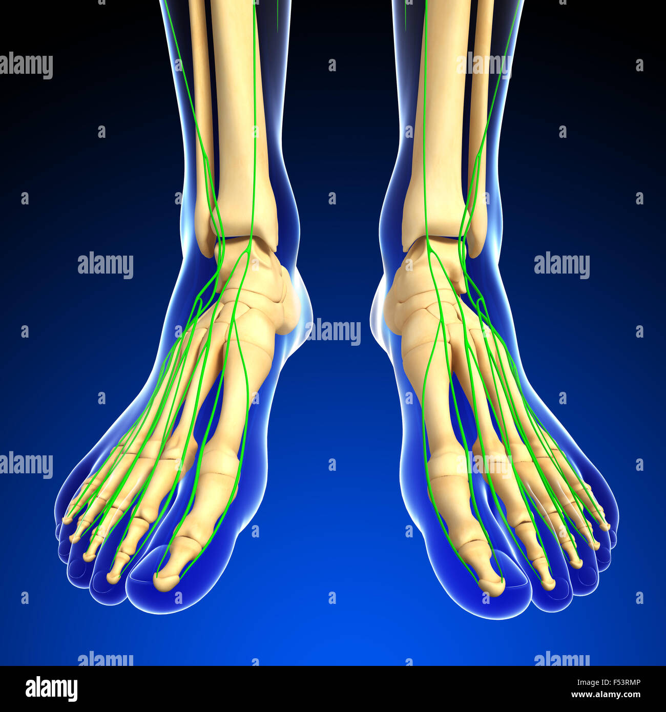 Illustration des menschlichen Fußes Skelett mit lymphatischen Systems Stockfoto