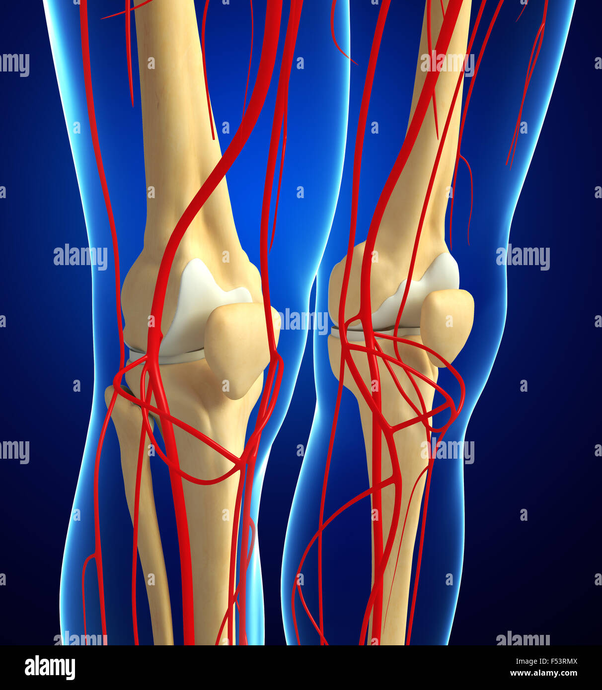 3D gerenderte Darstellung der menschlichen Knie arteriellen system Stockfoto