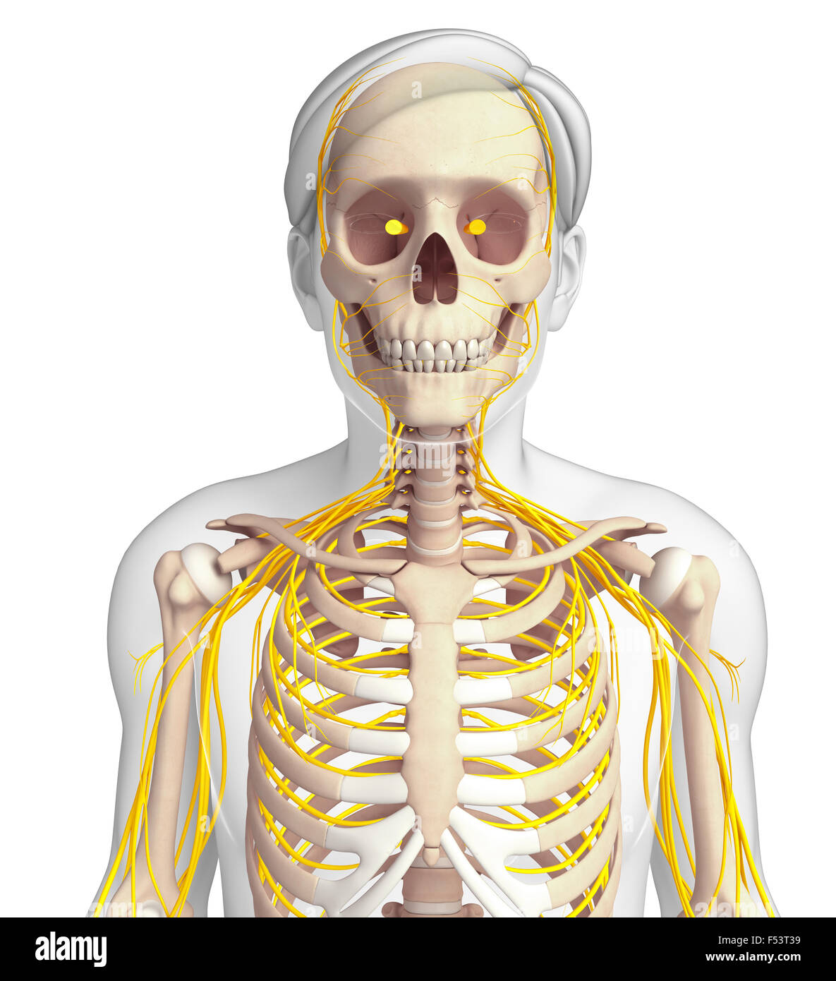 Darstellung der männlichen Brustkorb mit Nervensystem artwork Stockfoto