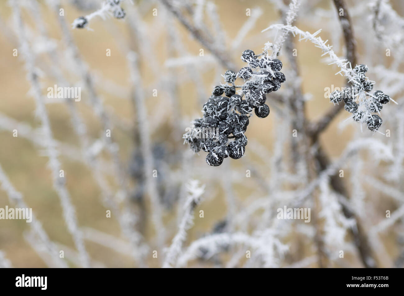 Schwarze Beeren eine Liguster (Ligustrum) blhende Pflanze angegriffen Frost  im Garten Stockfotografie - Alamy