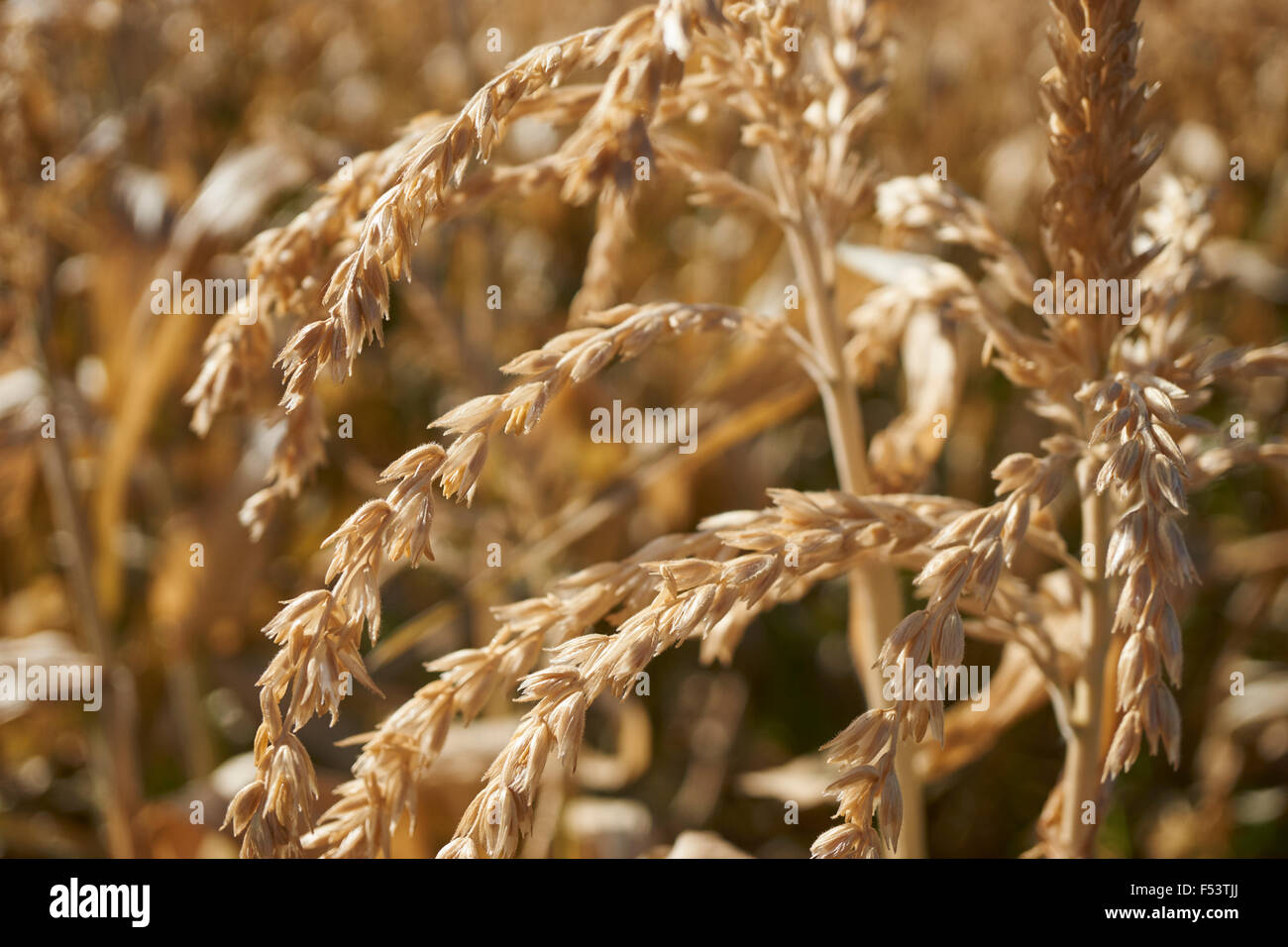 Reispflanzen wachsen in Pennsylvania, USA auf grauer Wolf-Plantage, Adams County Stockfoto