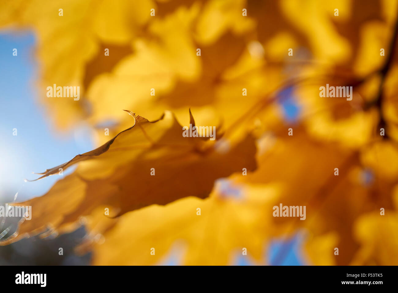 Nahaufnahme Detail der Ahornbaum im Herbst, Pennsylvania, USA Stockfoto