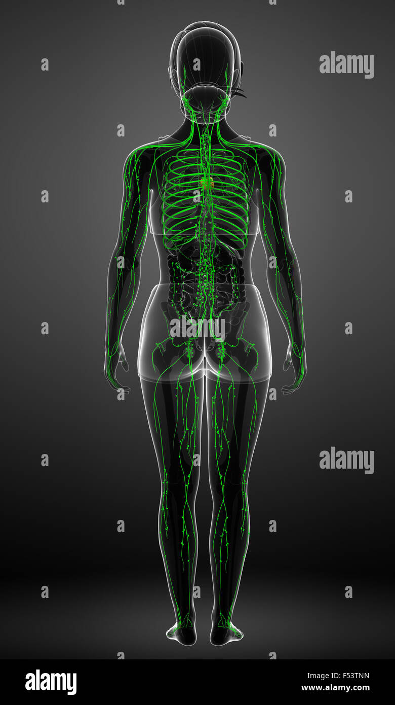 Darstellung des weiblichen Körpers lymphatische system Stockfoto