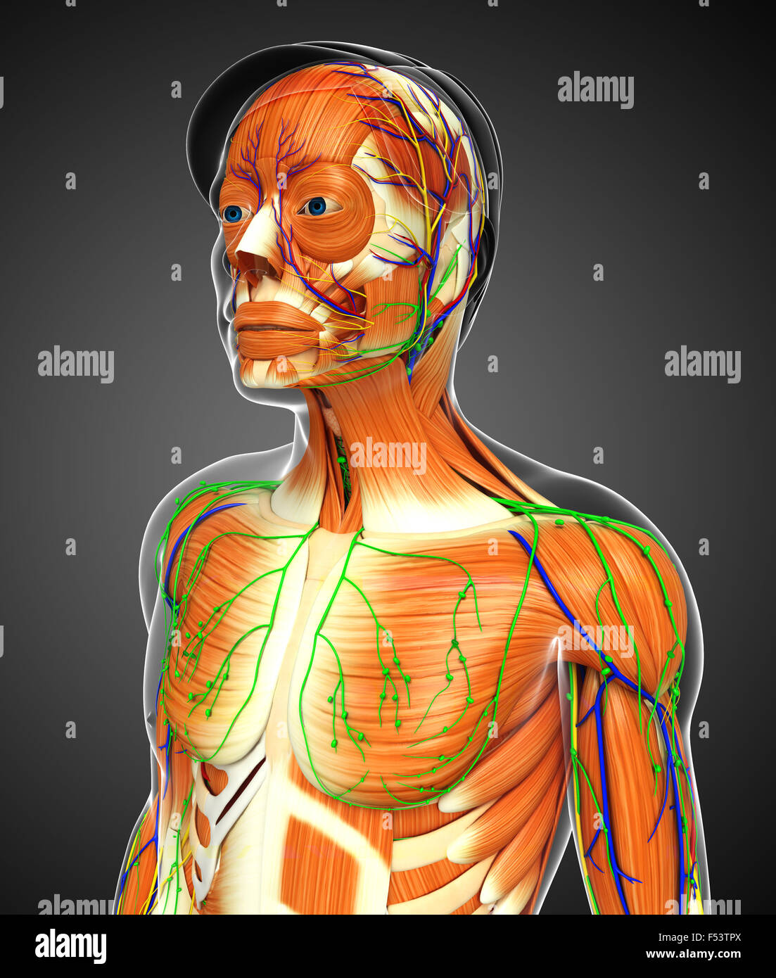 3D gerenderte Darstellung des menschlichen Körpers Stockfoto