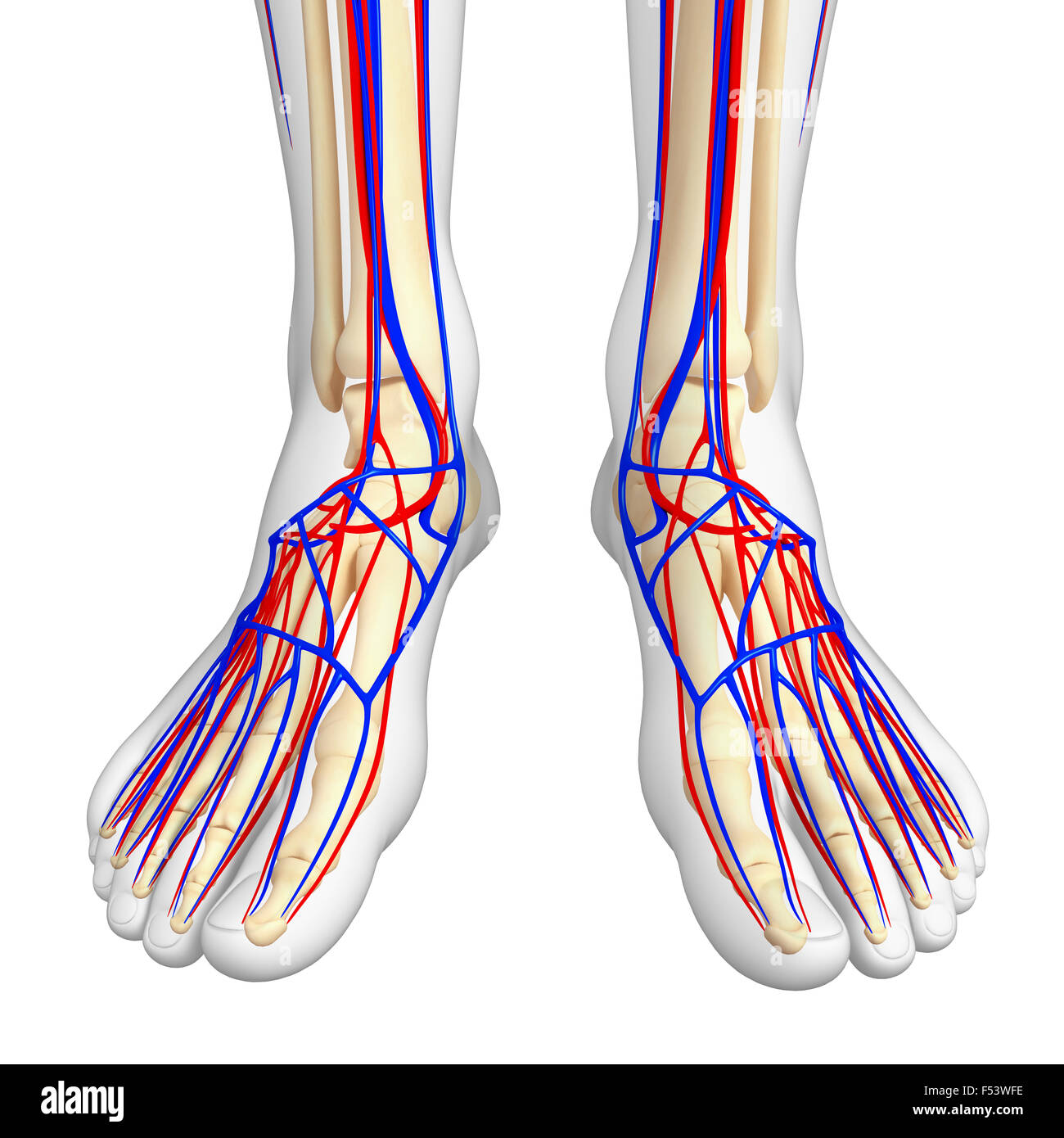 Illustration des menschlichen Skelett HerzKreislaufsystem