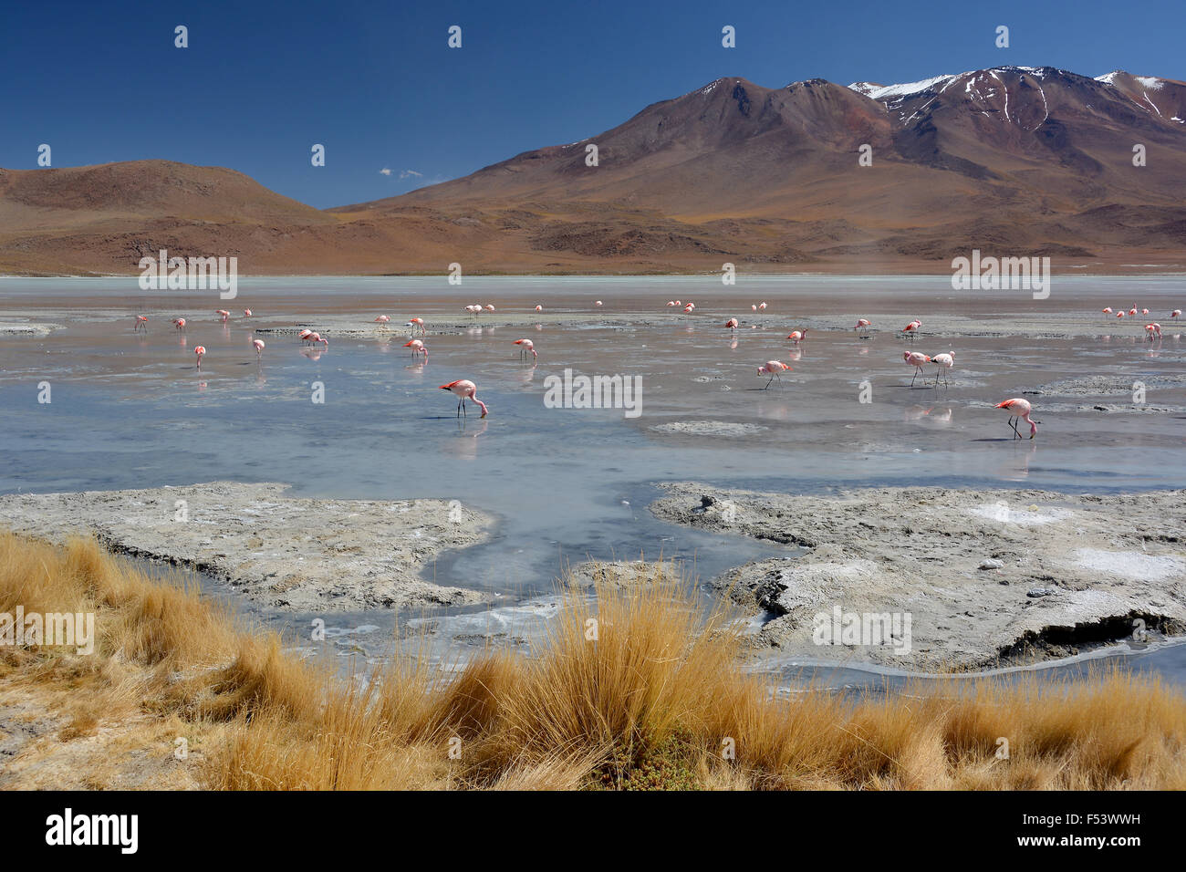 Laguna Hedionda mit James Flamingos (Phoenicoparrus jamesi), in Uyuni, lipez, Bolivien Stockfoto