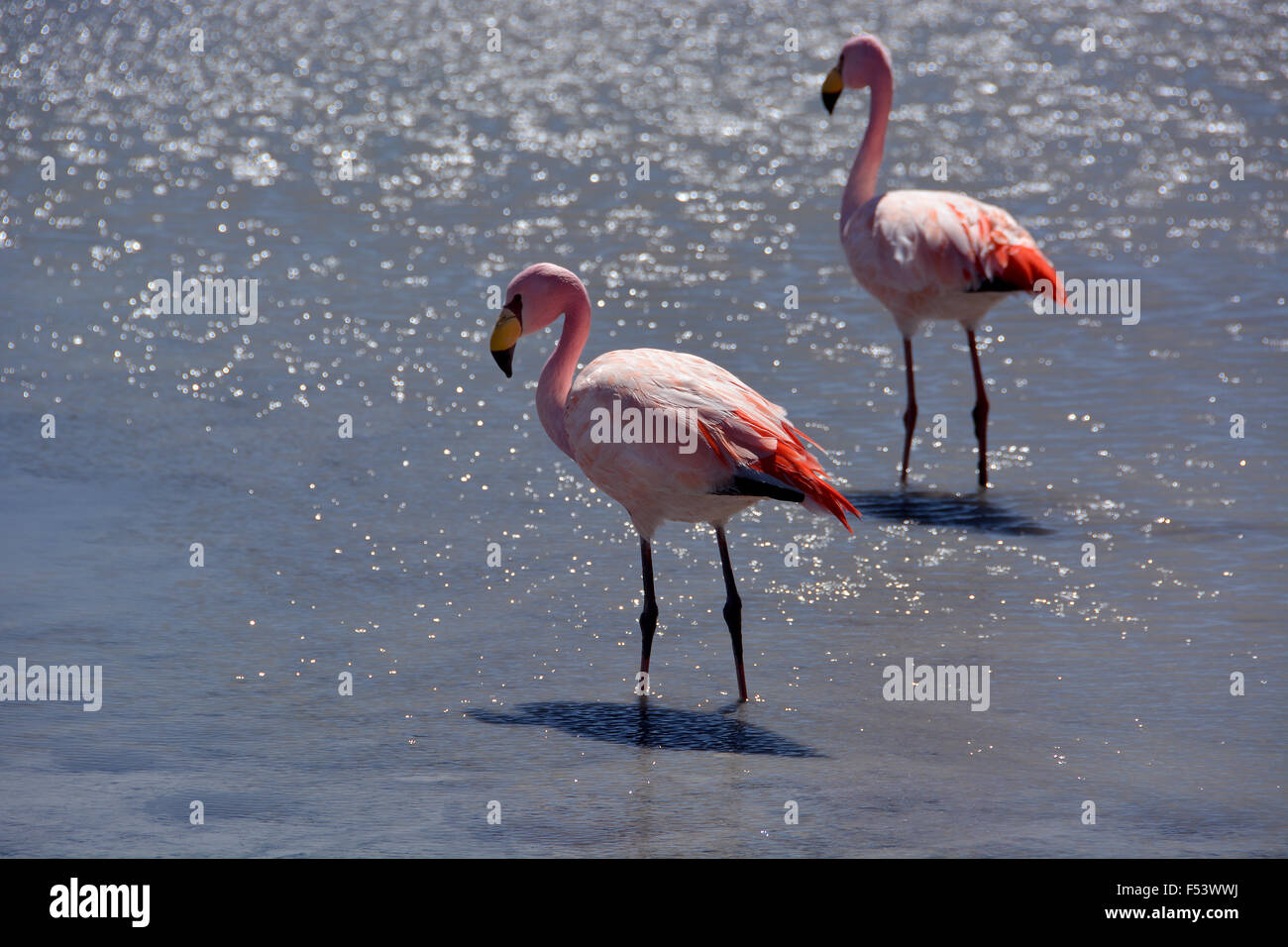 Laguna Hedionda mit James Flamingos (Phoenicoparrus jamesi), in Uyuni, lipez, Bolivien Stockfoto