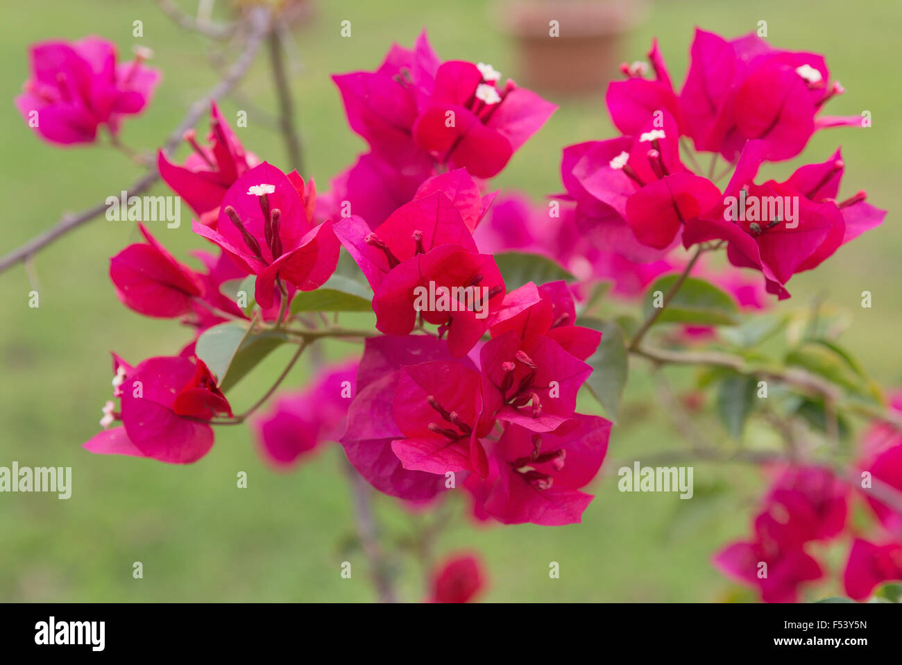 Bougainvillea Rot Blume Nahaufnahme im freien Stockfoto