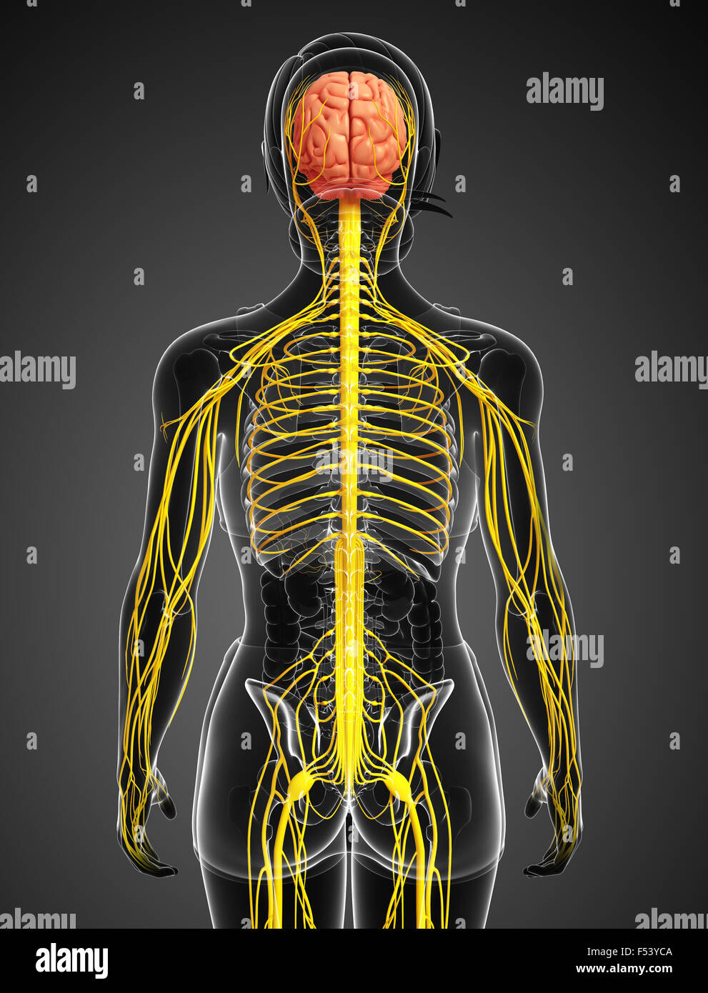 Darstellung der weiblichen Nervensystem Kunstwerk Stockfoto
