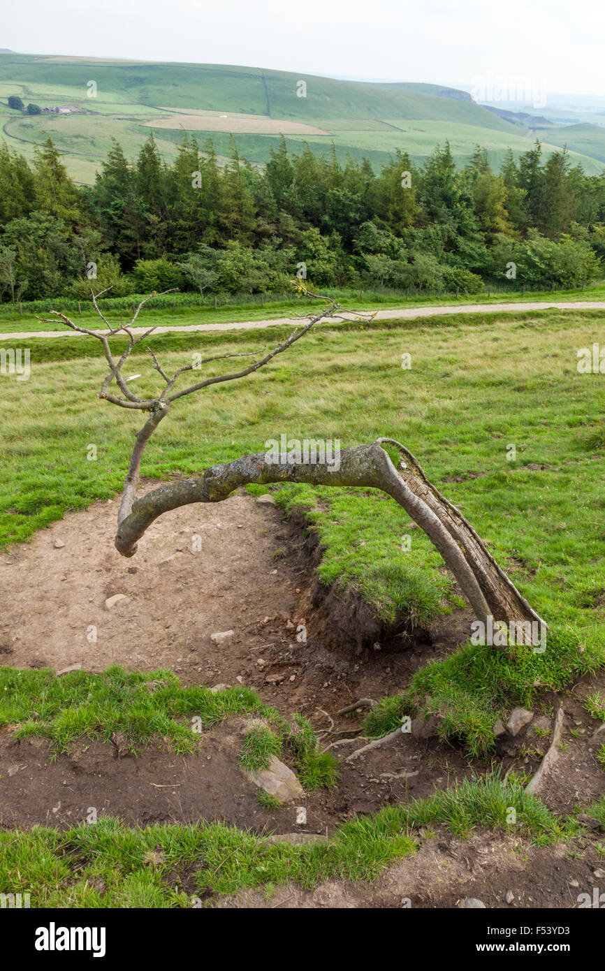 Alten verbogenen Baum, Rushup Edge, Derbyshire, Peak District National Park, England, Großbritannien Stockfoto
