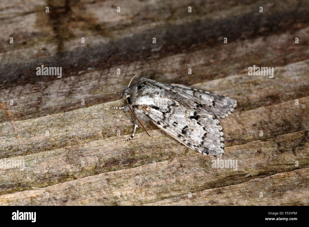 Leichte Knot Grass, Acronicta Menyanthidis scotica Stockfoto