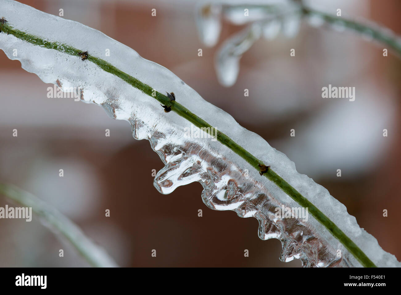 Eiszapfen auf einem Zweig tropft, an einem kalten Wintertag mit einem verschneiten Garten im Hintergrund. Stockfoto