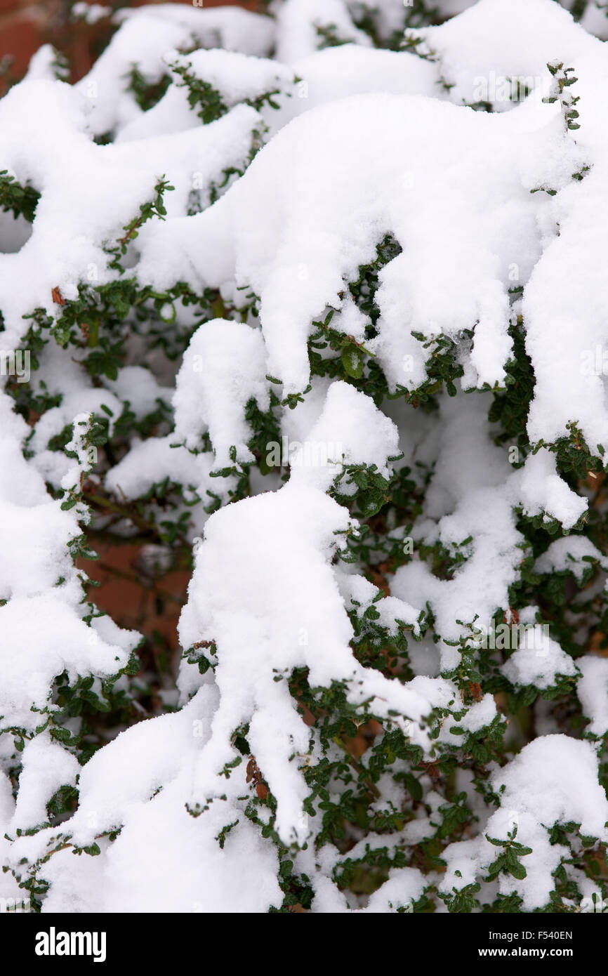 Schnee auf den Bäumen im Winter im Vereinigten Königreich Stockfoto