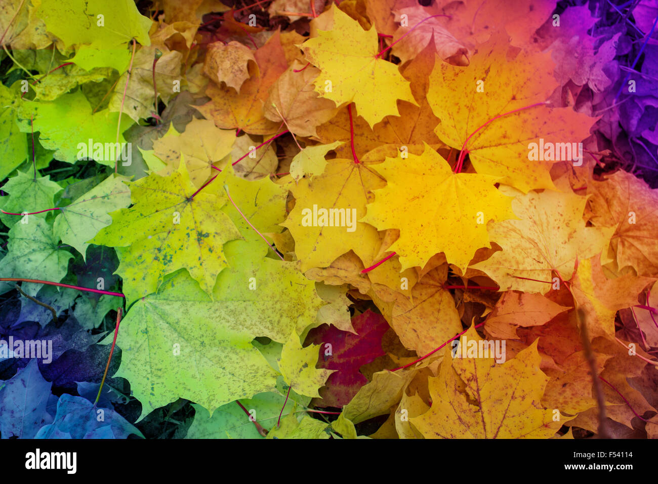 Herbst Hintergrund - farbige Blätter, bunte Laub Stockfoto