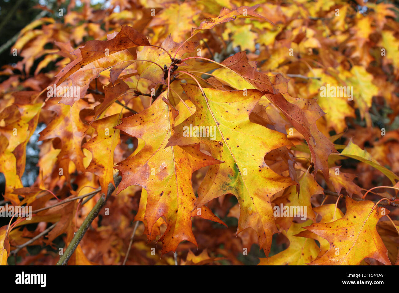 Herbstliche Farben - rot Eichenlaub Stockfoto