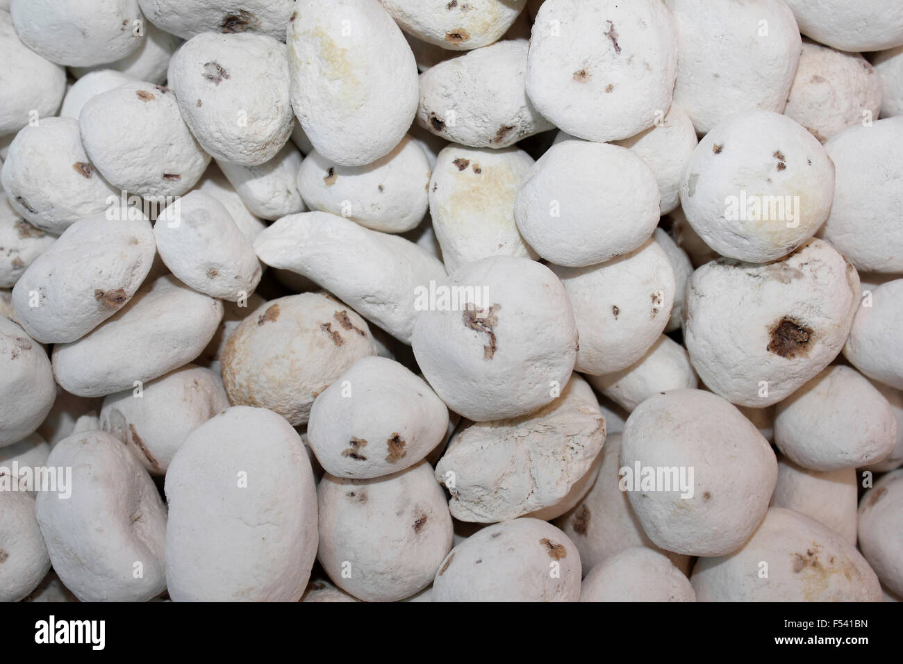 Tunta, a.k.a.white Chuno oder Moraya, eine gefriergetrocknete (dehydriert) Kartoffel gemacht in der Andenregion Stockfoto