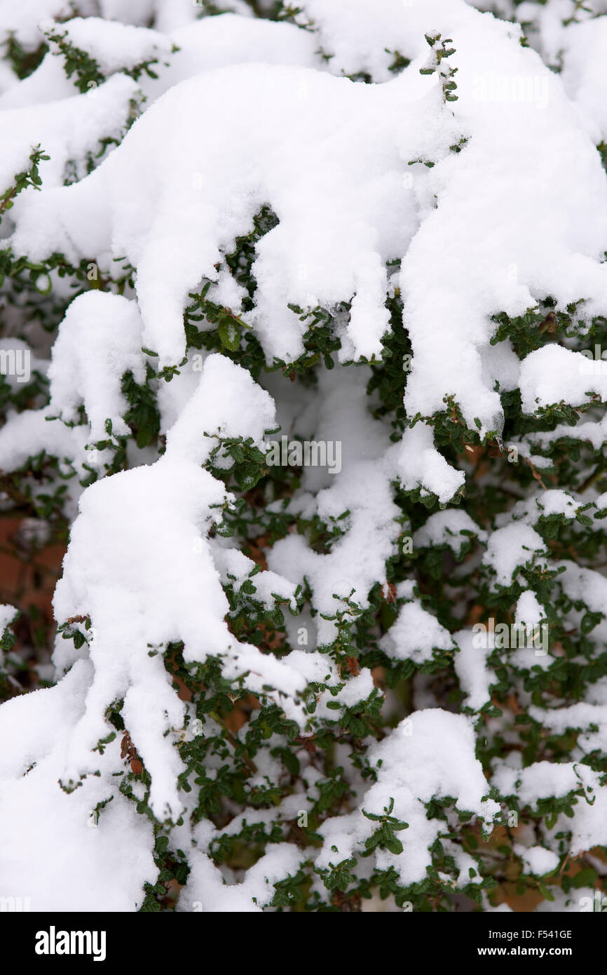 Schnee auf den Bäumen im Winter im Vereinigten Königreich Stockfoto