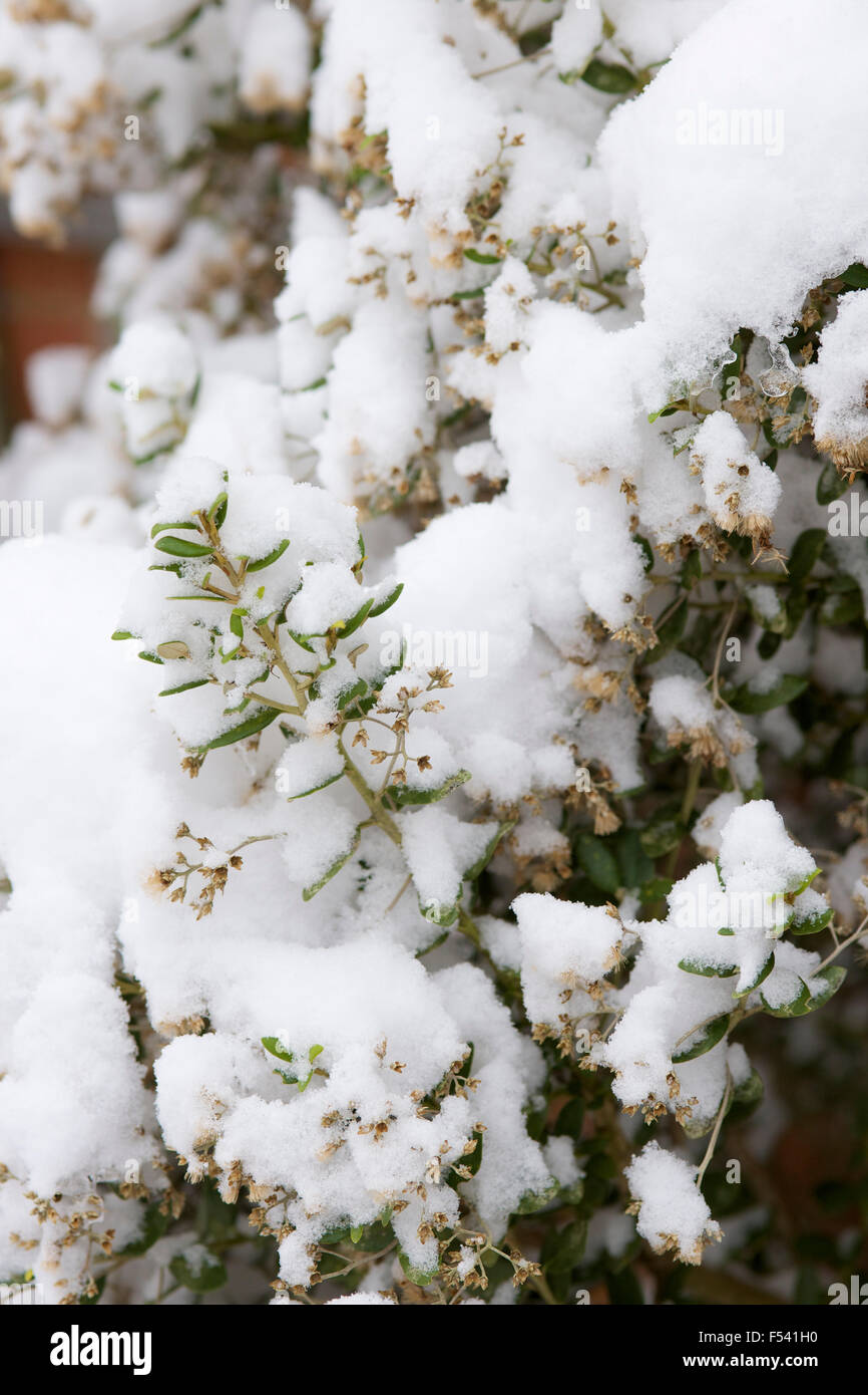 Schnee auf den Bäumen im Winter im Vereinigten Königreich Stockfoto