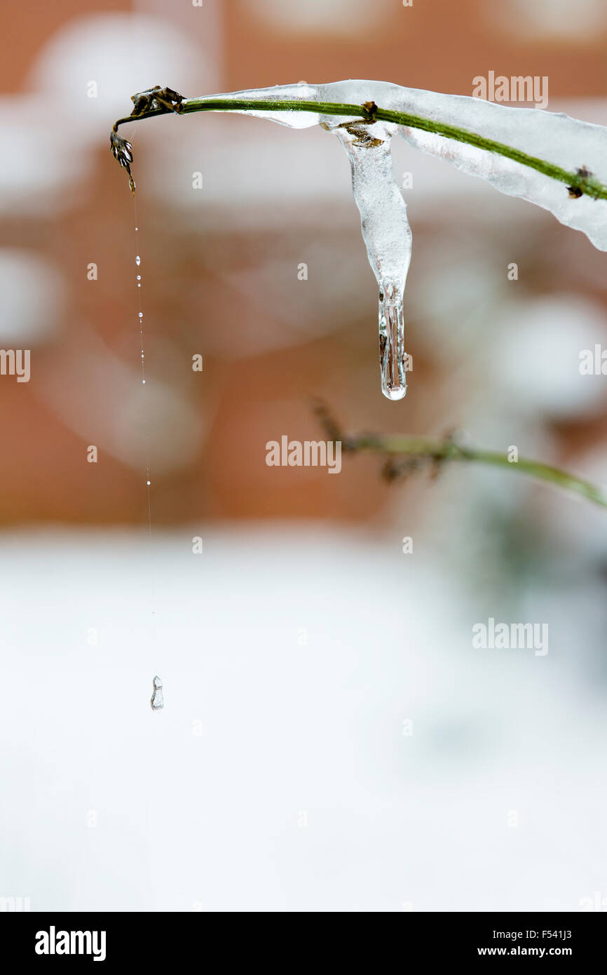 Eiszapfen auf einem Zweig tropft, an einem kalten Wintertag mit einem verschneiten Garten im Hintergrund. Stockfoto