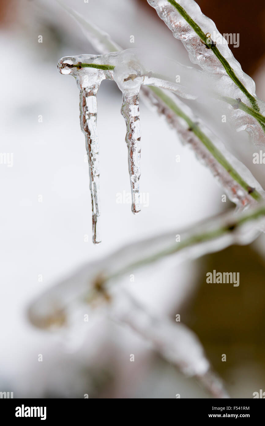 Eiszapfen auf einem Zweig tropft, an einem kalten Wintertag mit einem verschneiten Garten im Hintergrund. Stockfoto