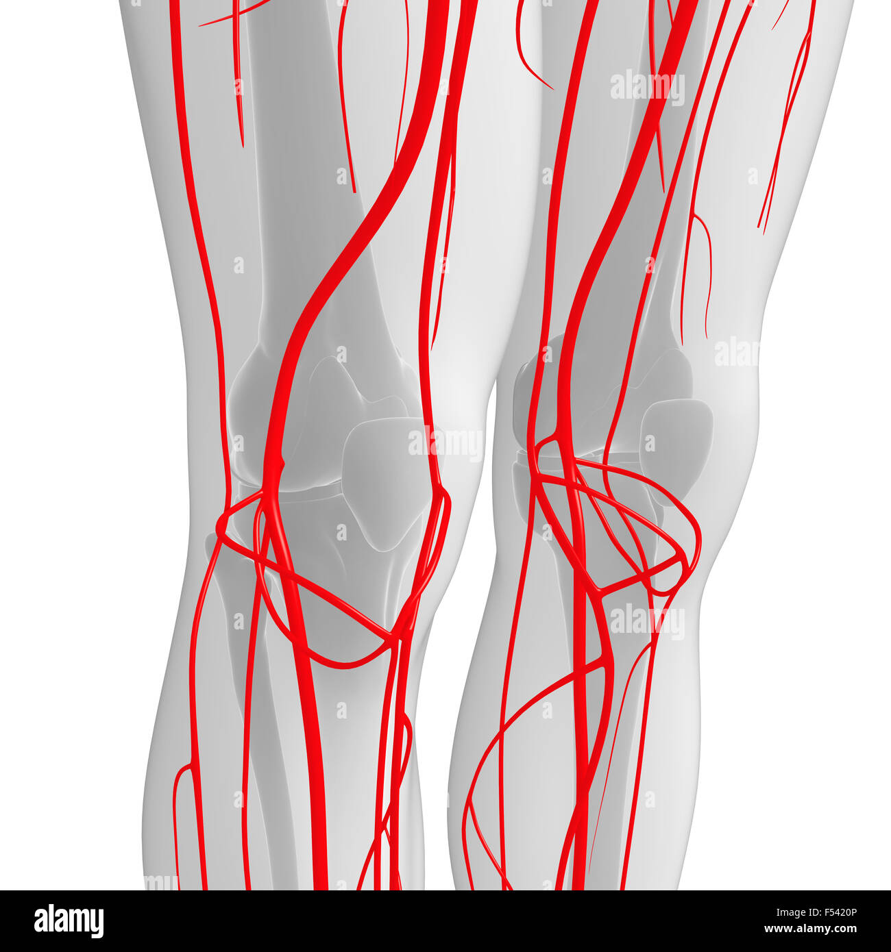 3D gerenderte Darstellung der menschlichen arteriellen system