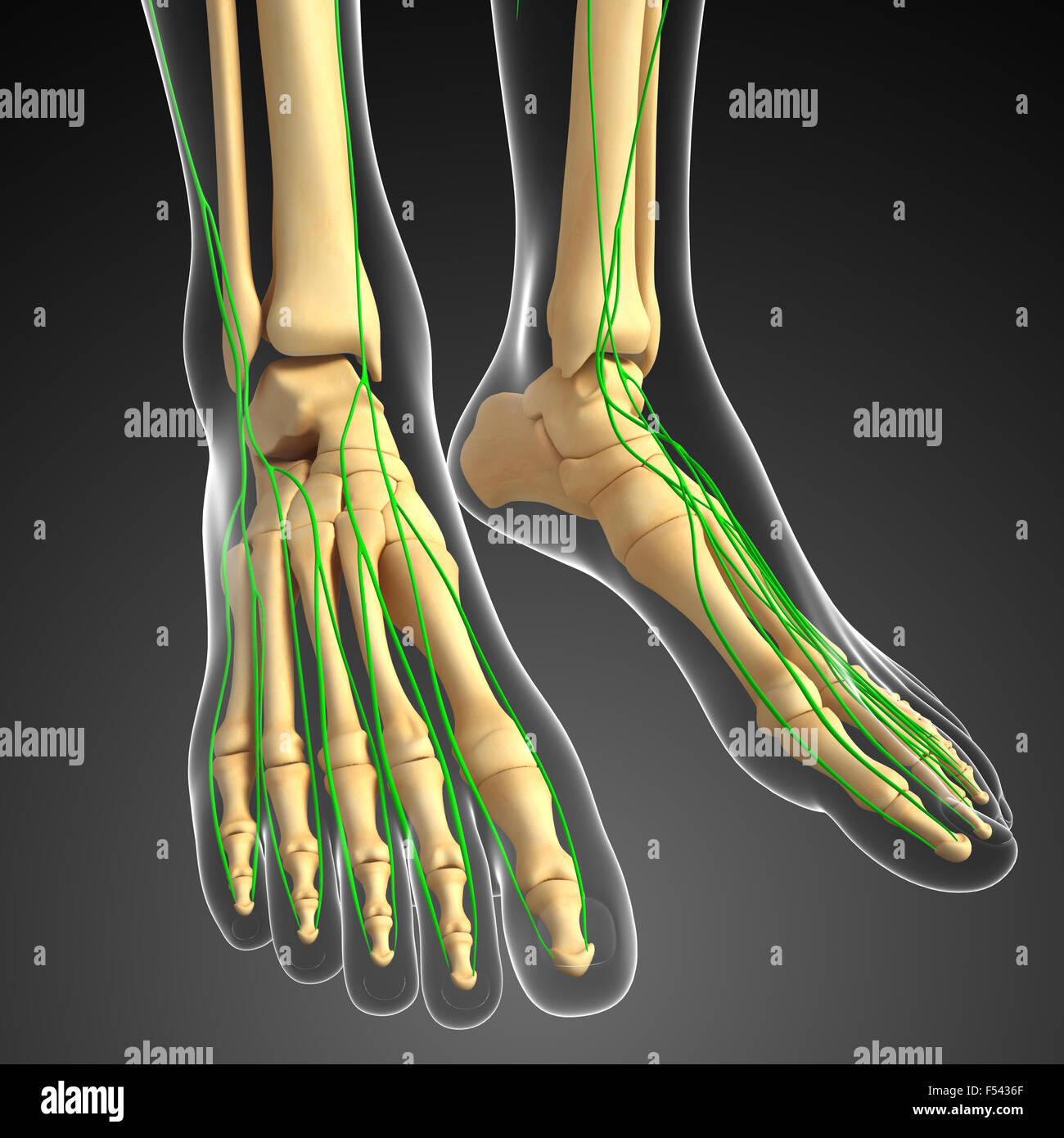 Illustration des menschlichen Fußes Skelett mit lymphatischen Systems Stockfoto