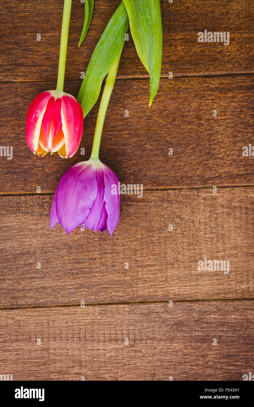 Blick auf roten und lila Blüten Stockfoto