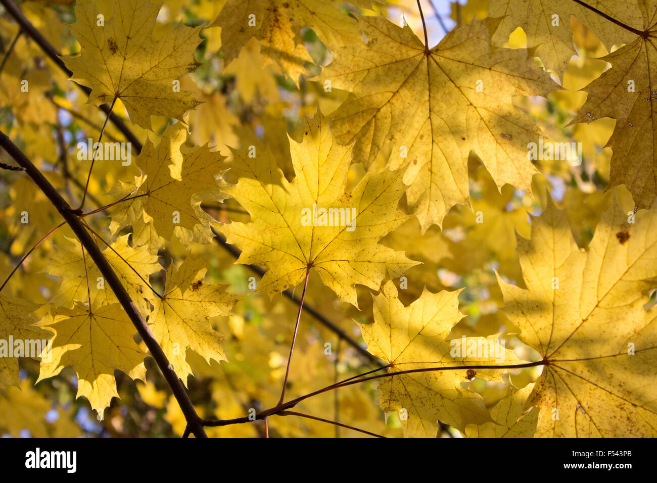 Herbst-Hintergrund - gelbe Blätter - fallen Natur Stockfoto