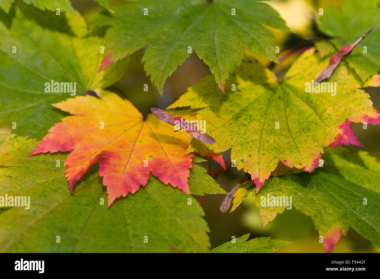 Acer Palmatum Blätter im Herbst. Stockfoto