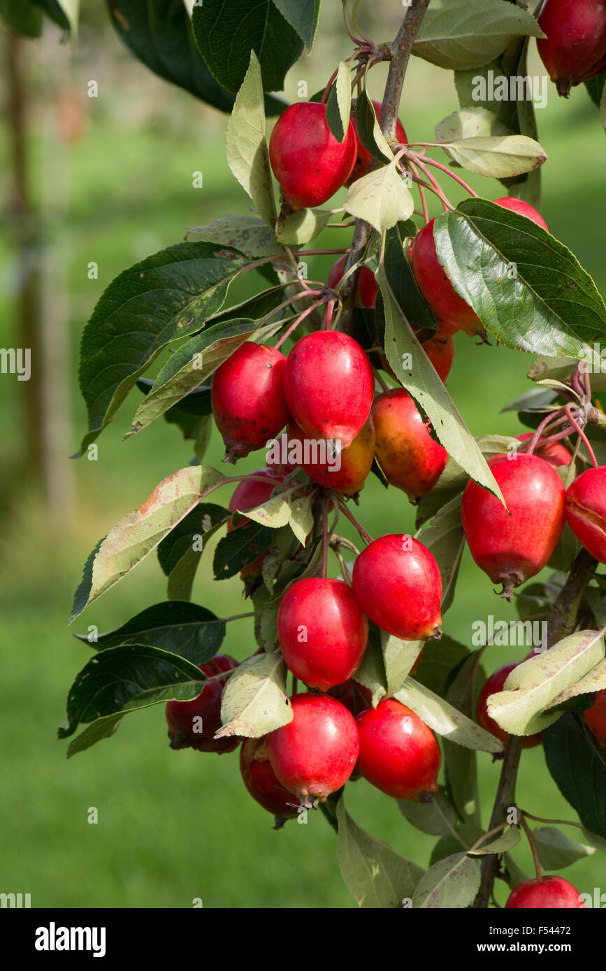 Große rote Früchte auf Malus 'John Downie' Krabbe Apfelbaum im Sommer, Berkshire, August Stockfoto
