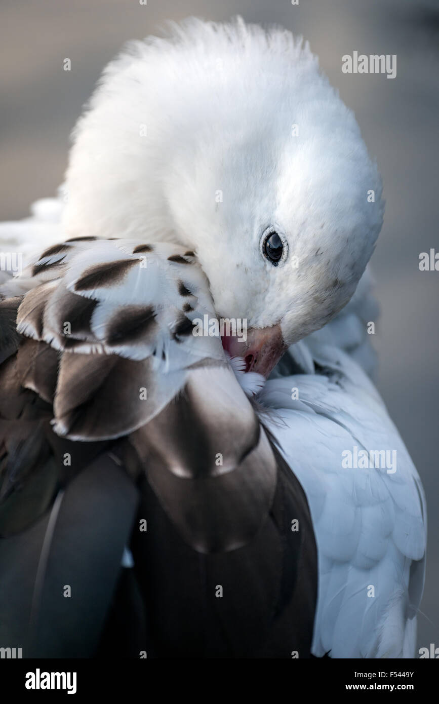 Slimbridge Wildfowl Stockfoto