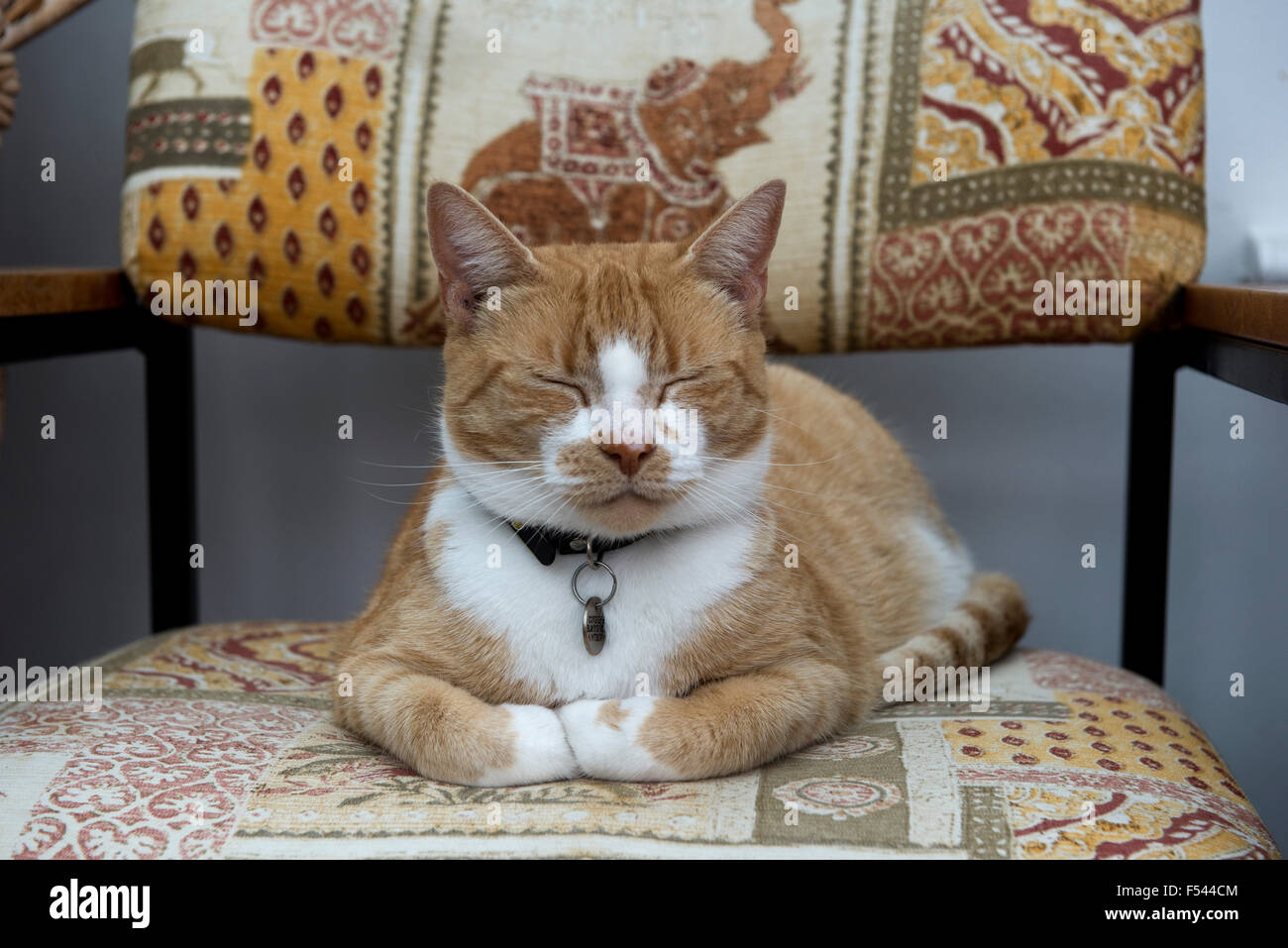 Ein Ingwer oder Marmelade inländischen Haustier Katze zufrieden auf einem Stuhl sitzend mit Augen geschlossen und Pfoten gefaltet Stockfoto