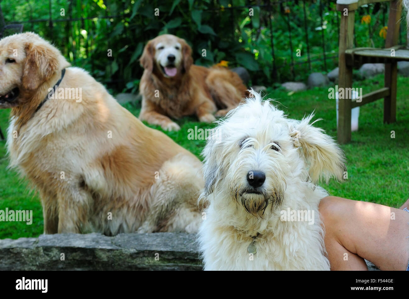 Drei Hunde am Pool-Party. Stockfoto