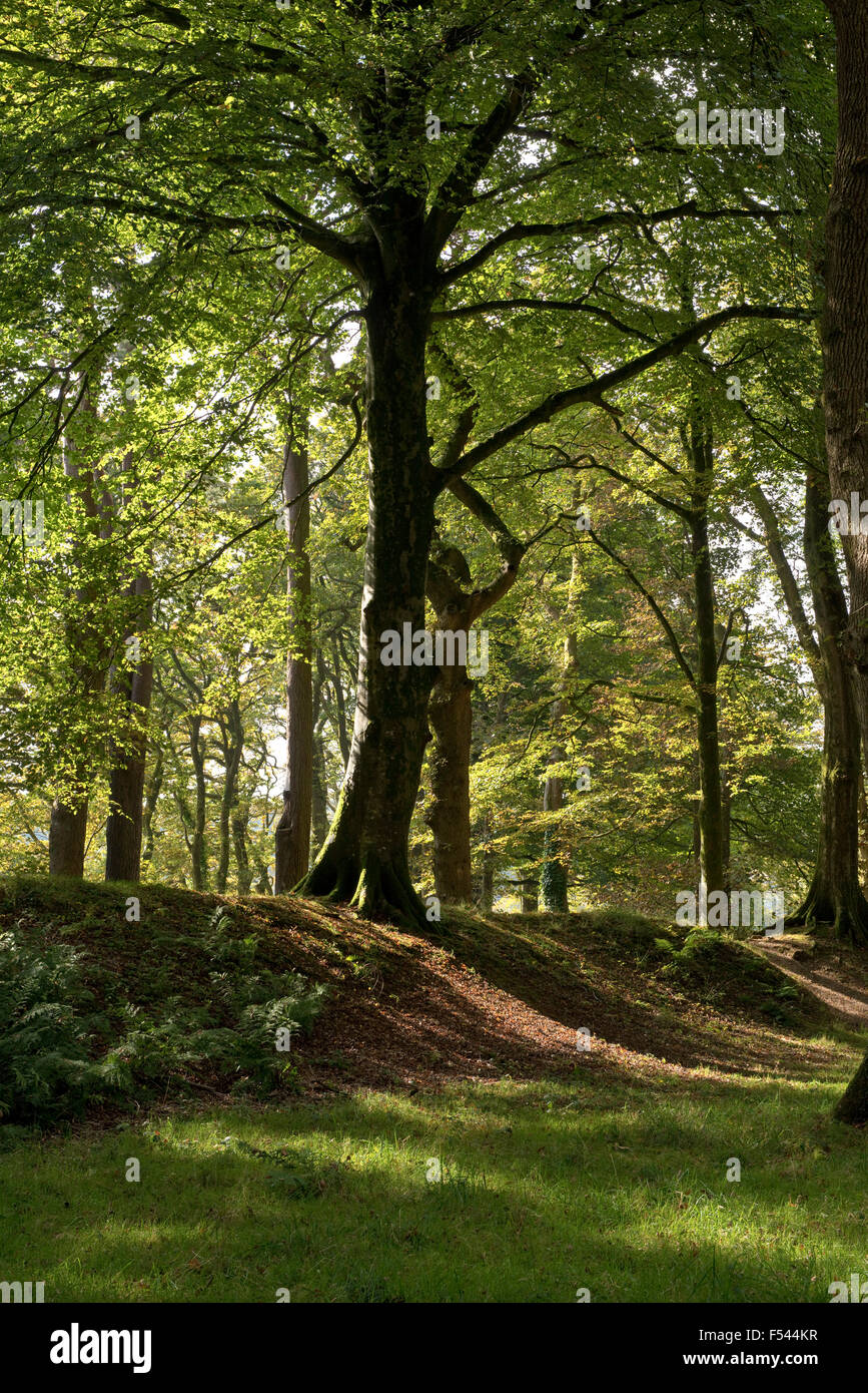 Eiche und Buche Bäume im Herbst Farbe in den Resten des Blackbury Camp und Eisenzeit Burgberg in das 4. Jahrhundert v. Chr. gebaut. Stockfoto