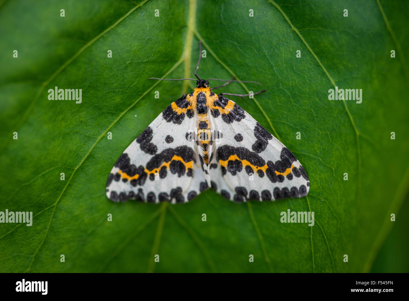 Harlekin-Schmetterling auf einem Hintergrund dunkel grünes Blatt Stockfoto