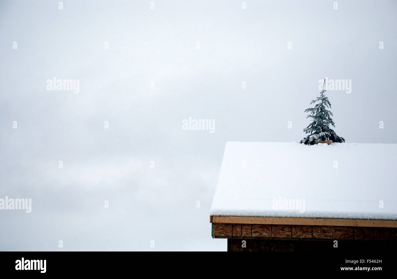 Weihnachtsbaum Stockfoto