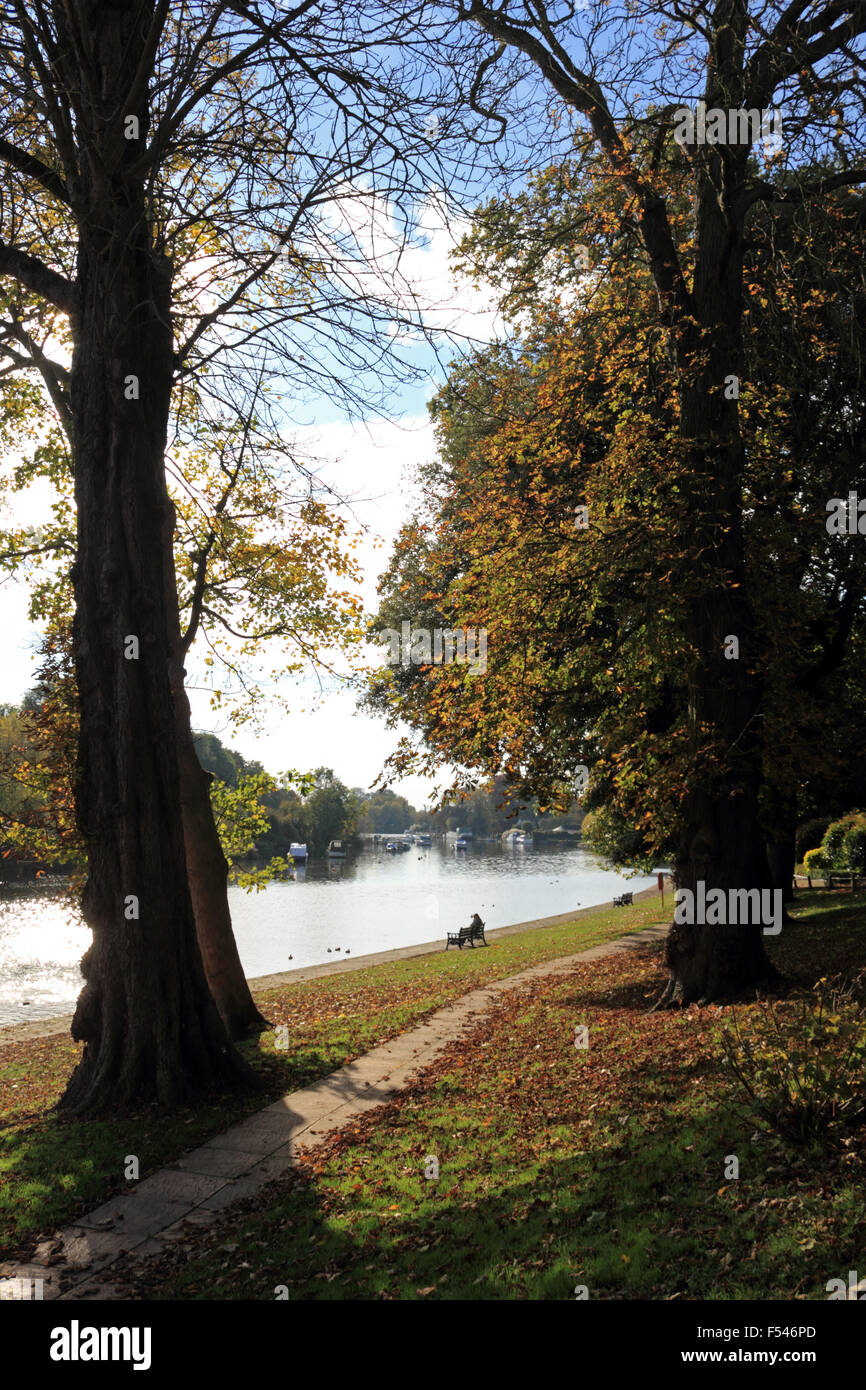 Sunbury on Thames, Surrey, UK. 27. Oktober 2015. Einen Nachmittag voller Sonnenschein im Südosten Englands mit blauem Himmel und Temperaturen bis zu einem lauen 19 Grad. An der Themse in Sunbury sind die Bäume ein warmes goldenes Glühen von Herbstfarben. Bildnachweis: Julia Gavin UK/Alamy Live-Nachrichten Stockfoto