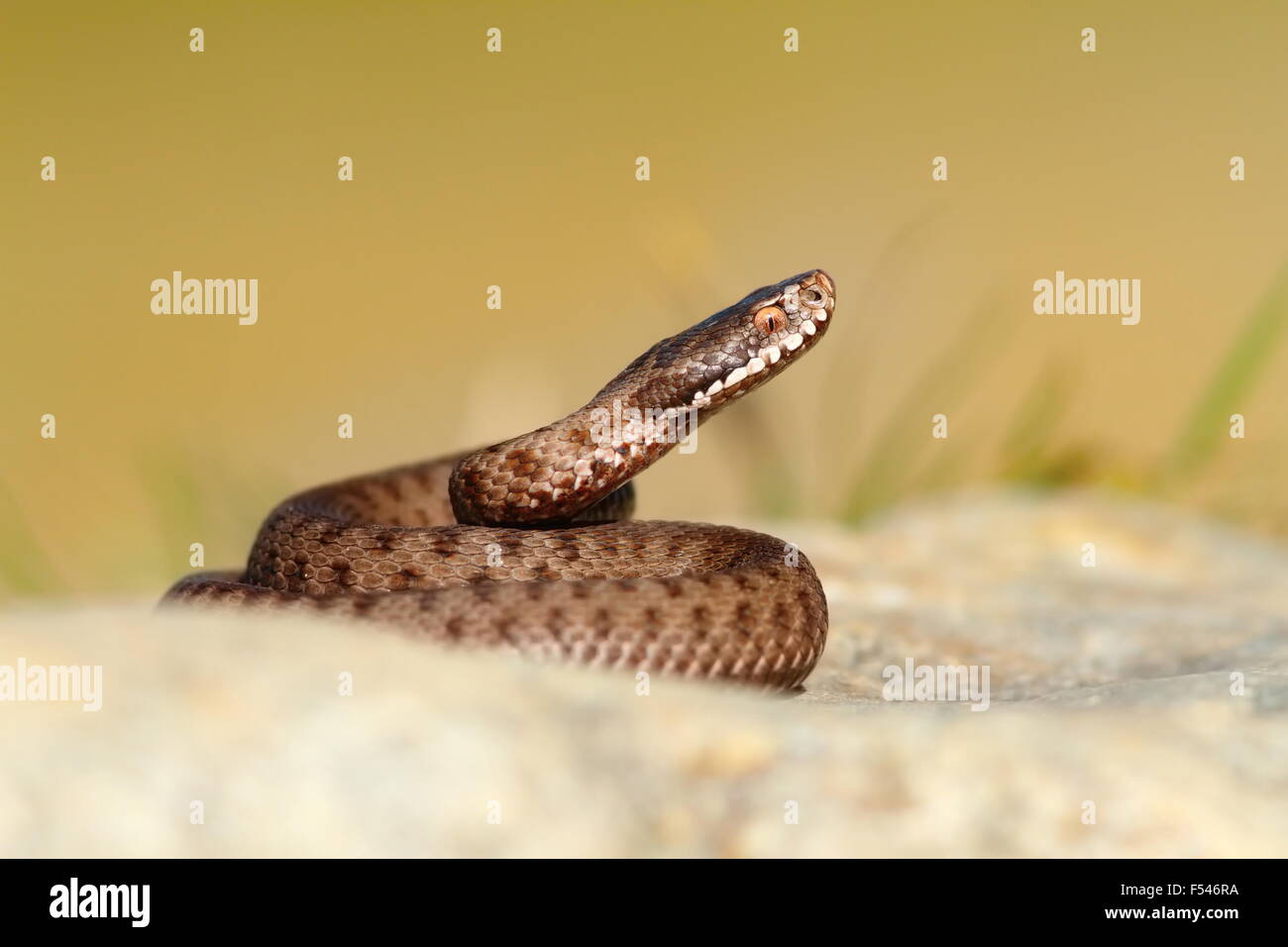 schöne Reptil Vipera Berus, Europäische Kreuzotter, juvenile Stockfoto