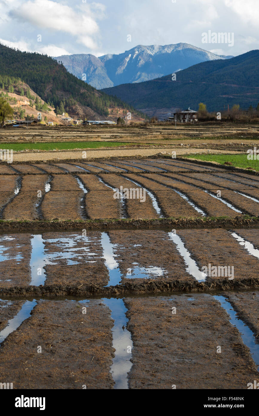 Reisfelder, Paro, Bhutan Stockfoto