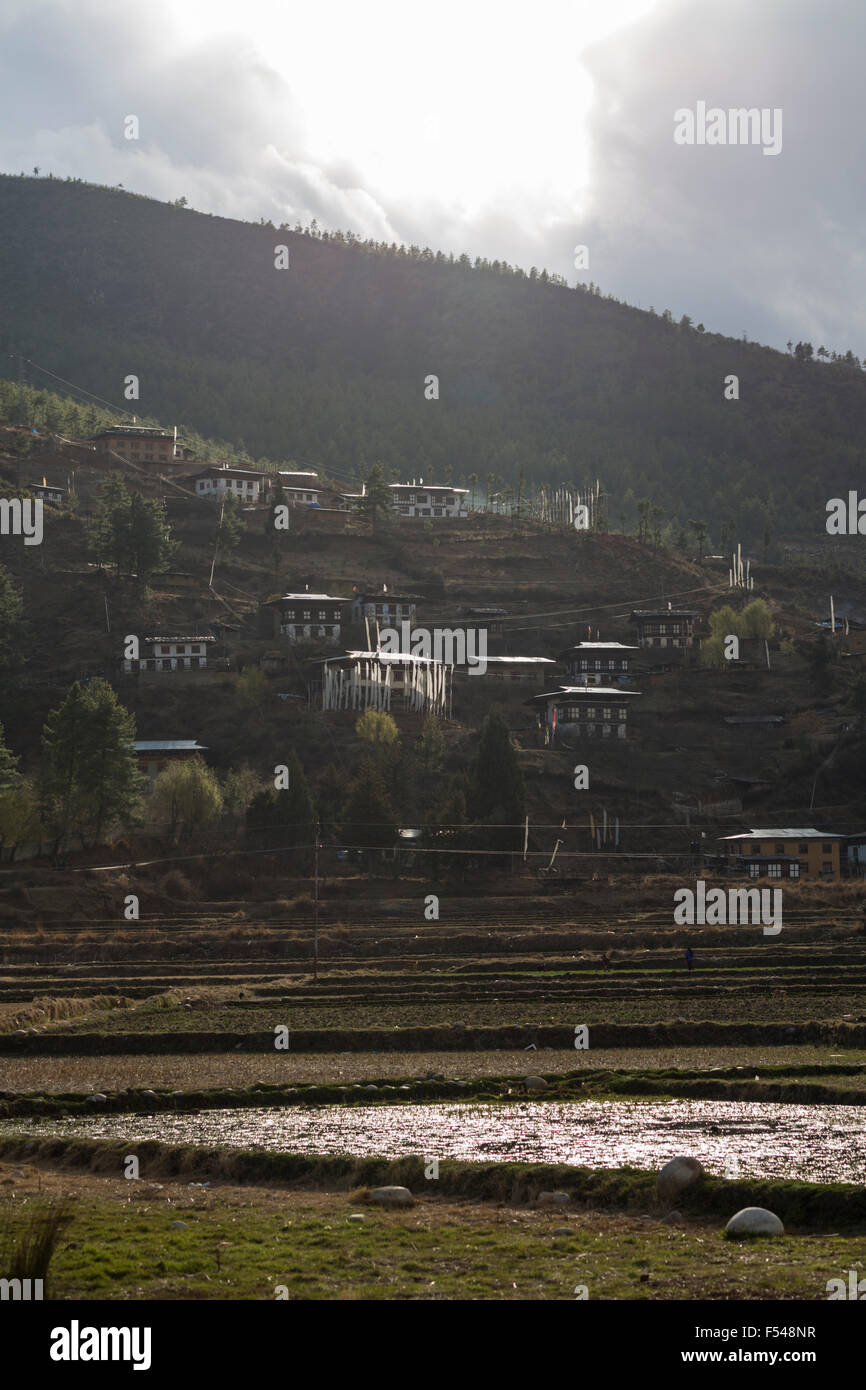 Reisfelder, Paro, Bhutan Stockfoto