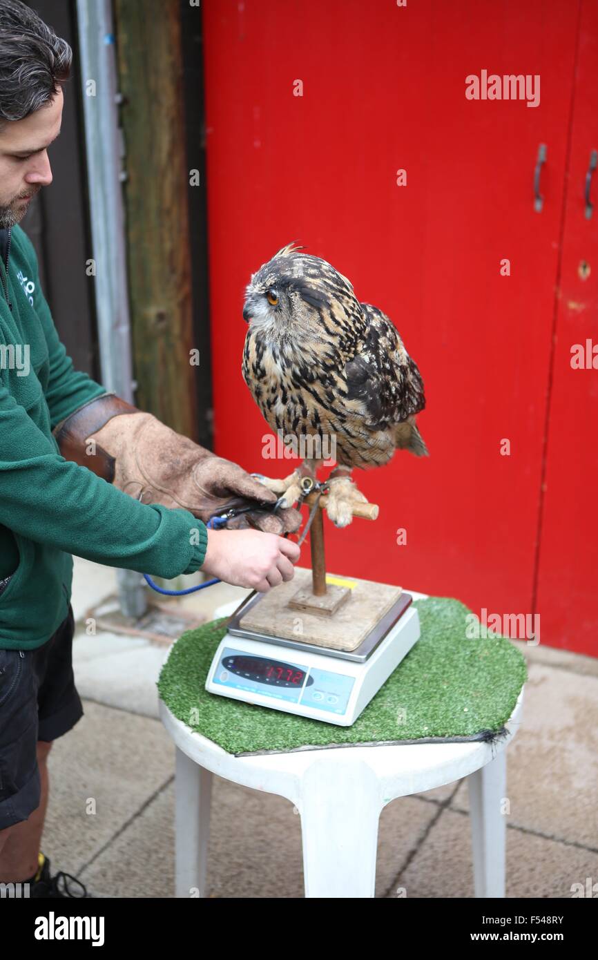 Jährliche Tiere wiegen im ZSL London Zoo Featuring: Uhu wo: London, Vereinigtes Königreich bei: 26. August 2015 Stockfoto