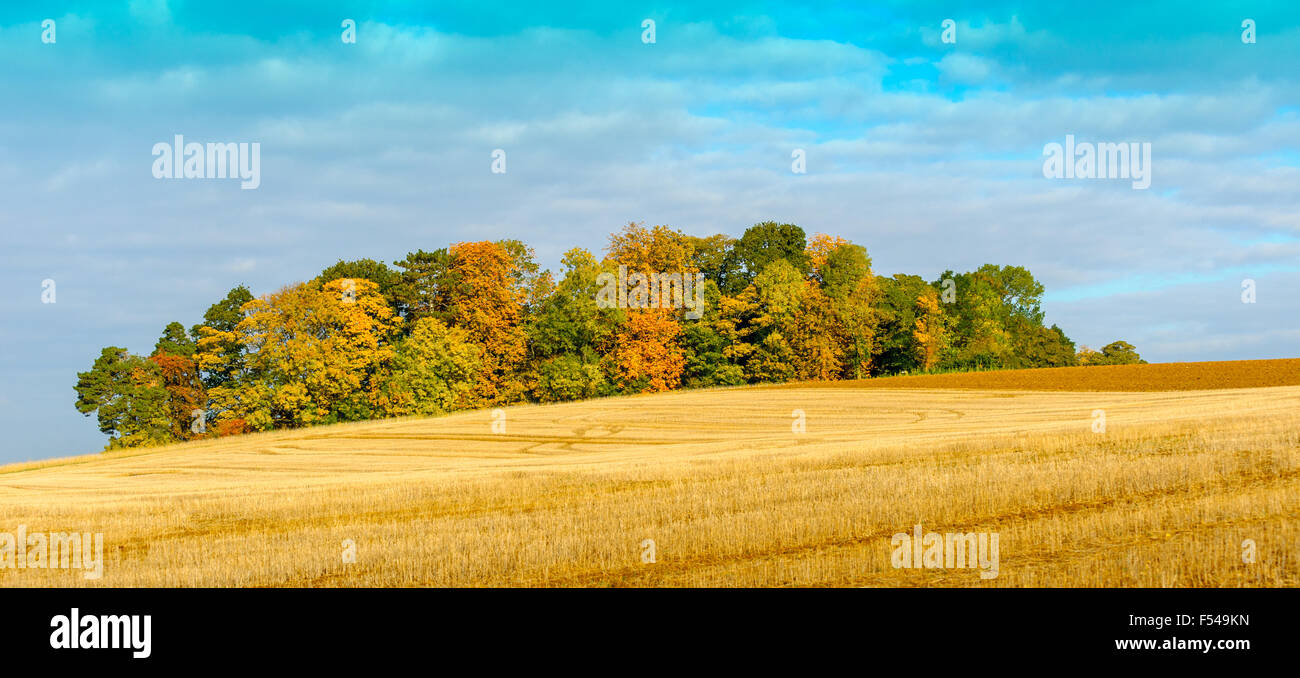 Ein kleiner Wald mit einem Stoppelfeld vorne auf einen leuchtenden Herbsttag zeigen die Bäume in herbstlichen Farben oder Farben ändern Stockfoto